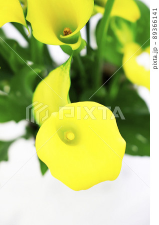 黄色い花・仏炎苞 89366141