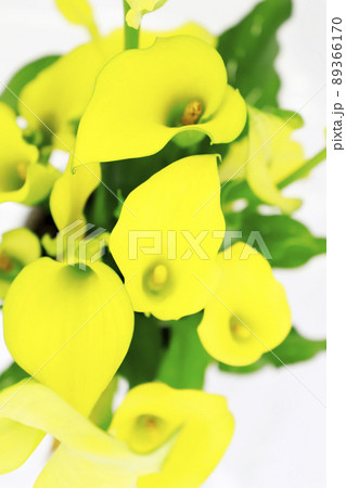 黄色い花・仏炎苞 89366170