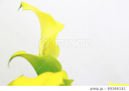 黄色い花・仏炎苞 黄色い花・仏炎苞 89366181