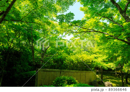 青もみじ 青もみじ 89366646