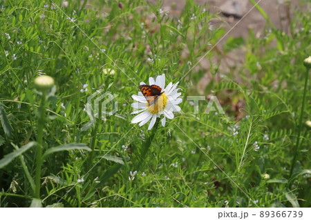 春の日本の野原に咲くフランスギクの花の蜜を吸うベニシジミ蝶 春の日本の野原に咲くフランスギクの花の蜜を吸うベニシジミ蝶 89366739