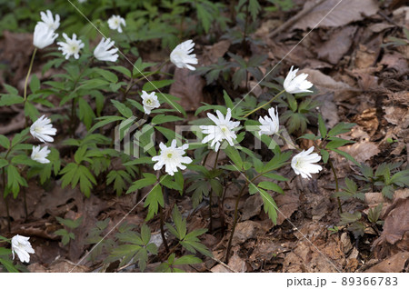 キクザキイチゲ 89366783