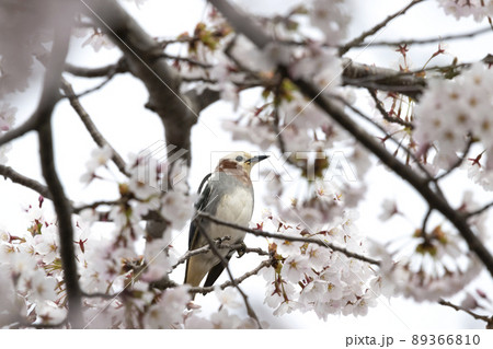 コムクドリ 89366810