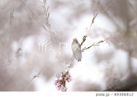 コムクドリ コムクドリ 89366812