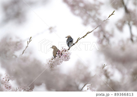 コムクドリ コムクドリ 89366813