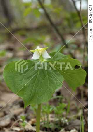 シロバナエンレイソウ 89366821