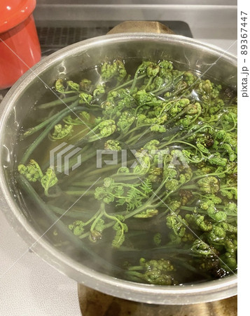 山で採取した山菜（わらび）をアク抜きする 89367447