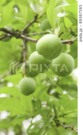 プラム 大人っぽい 熟成 89367565