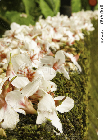 花 フラワー お花 89367638