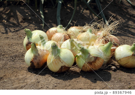 タマネギの収獲 89367946