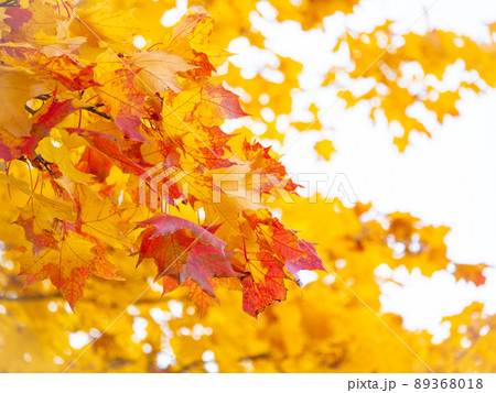 autumn abstract background of bright yellow and red leaves 89368018