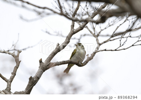 センダイムシクイ 89368294