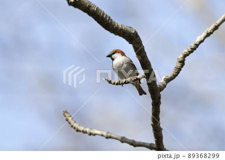 ニュウナイスズメ 89368299