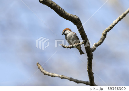 ニュウナイスズメ 89368300