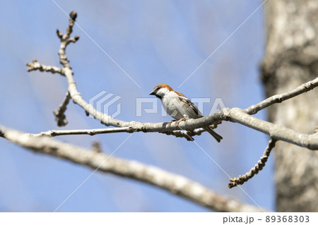 ニュウナイスズメ 89368303