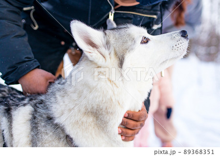 mixed race man hug his dog husky in winter forest park close up 89368351