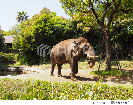 よこはま動物園ズーラシアのインドゾウ 89368364