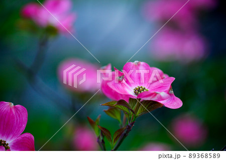 花水木 花水木 89368589