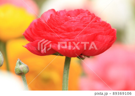 赤いハナキンポウゲの花アップ 89369106