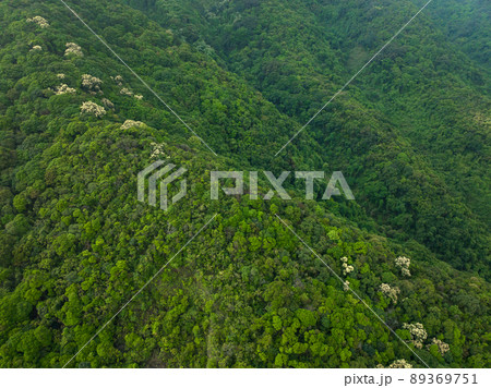 Drone aerial view of green forest with  flowering castanopsis fissa trees in spring 89369751