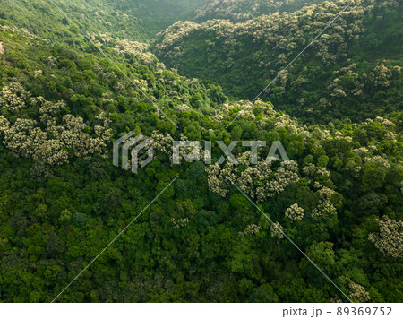 Drone aerial view of green forest with  flowering castanopsis fissa trees in spring 89369752