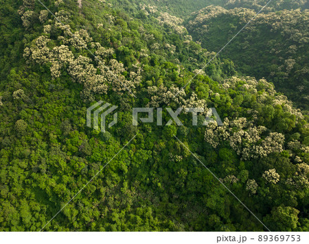 Drone aerial view of green forest with  flowering castanopsis fissa trees in spring 89369753