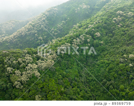 Drone aerial view of green forest with  flowering castanopsis fissa trees in spring 89369759