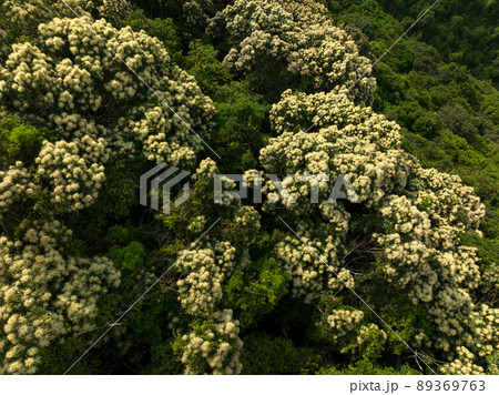Aerial view of green forest with  flowering castanopsis fissa trees in spring 89369763