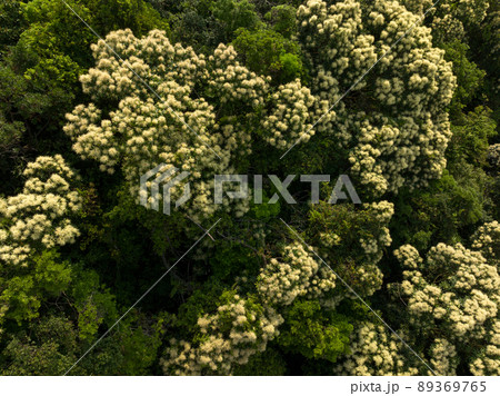 Aerial view of green forest with  flowering castanopsis fissa trees in spring 89369765