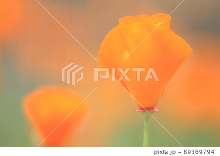 カルホルニアポピーのアップ 89369794