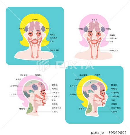 頭の筋肉・顔の筋肉・頭と顔の筋肉イラスト 頭の筋肉・顔の筋肉・頭と顔の筋肉イラスト 89369895