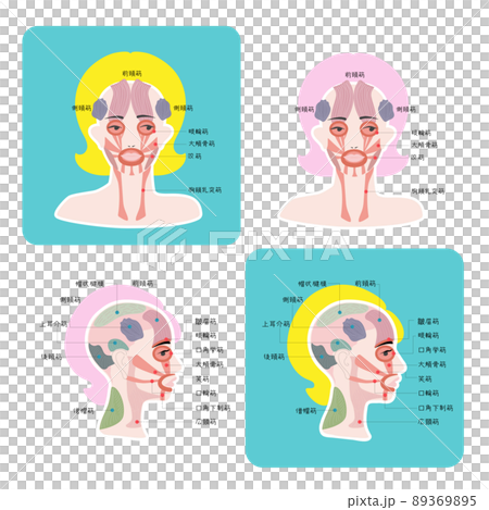 頭部肌肉、面部肌肉、頭部和麵部肌肉的插圖 89369895