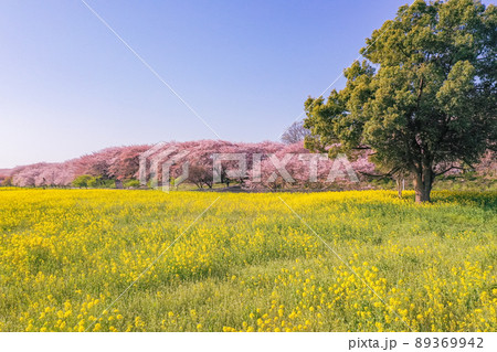 権現堂堤の桜並木と菜の花、桜の名所のドローン撮影　埼玉県の桜　中川沿の桜 89369942