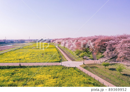 権現堂堤の桜並木と菜の花、桜の名所のドローン撮影 埼玉県の桜 中川沿の桜 権現堂堤の桜並木と菜の花、桜の名所のドローン撮影 埼玉県の桜 中川沿の桜 89369952