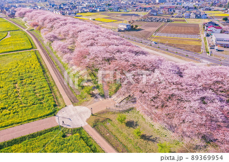 権現堂堤の桜並木と菜の花、桜の名所のドローン撮影 埼玉県の桜 中川沿の桜 権現堂堤の桜並木と菜の花、桜の名所のドローン撮影 埼玉県の桜 中川沿の桜 89369954