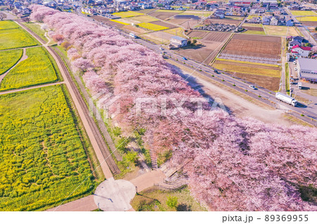 権現堂堤の桜並木と菜の花、桜の名所のドローン撮影 埼玉県の桜 中川沿の桜 権現堂堤の桜並木と菜の花、桜の名所のドローン撮影 埼玉県の桜 中川沿の桜 89369955