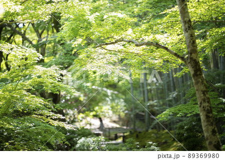 京都府京都市左京区一条寺にある圓光寺の十牛之庭の新緑 京都府京都市左京区一条寺にある圓光寺の十牛之庭の新緑 89369980