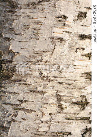 Common birch Common birch 89370030