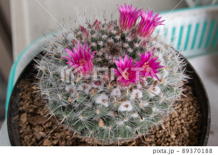 サボテン・霧棲丸の開花 サボテン・霧棲丸の開花 89370188