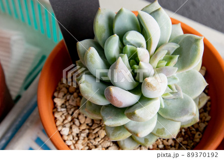 多肉植物・エケベリア属・ライラックミスト 89370192