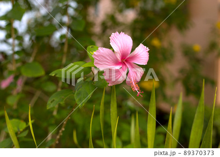 Pink macro hibiscus flower on blur green leaves background. 89370373