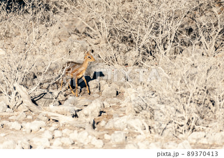 A Dik Dik hiding behind bushes in Etosha 89370413