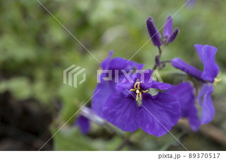 オオアラセイトウの花のマクロ写真【ムラサキハナナ】／アブラナ科・4月 89370517