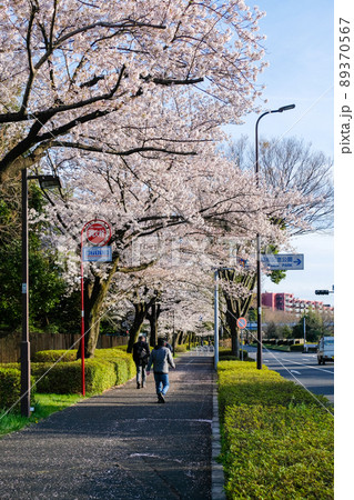 東京都　立川市緑町　春　都道153号沿いの桜並木 89370567