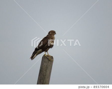 Common buzzard 89370604