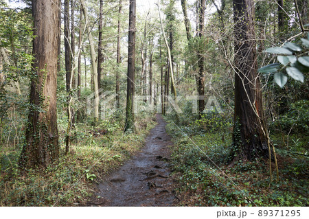 森林・森・小道・湿気・背景・静かな・泥道・風景 89371295