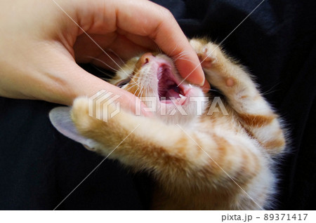 子猫の口の中 茶トラの子供 子猫の口の中 茶トラの子供 89371417