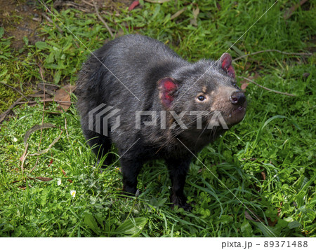 タスマニアデビル　上目遣い 89371488