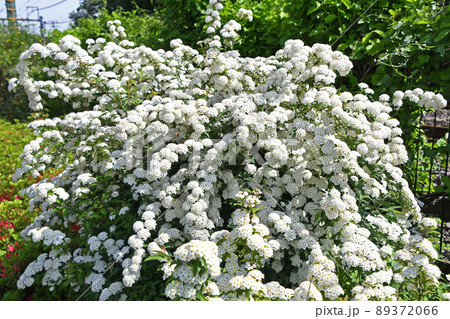 コデマリ（小手毬） 89372066