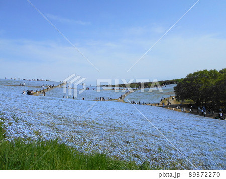 茨城県国営ひたち海浜公園のネモフィラと青空の風景 89372270